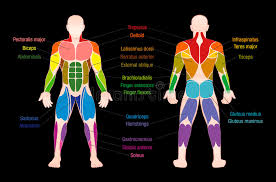 Muscle Chart Male Body Colored Muscles Stock Vector