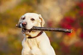 Do Labradors Protect Their Owners 2021 Update