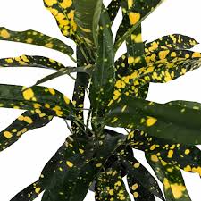 Codiaeum variegatum 'eleanor roosevelt' type: Sloppy Painter Croton 6 Pot Colorful House Plant Easy To Grow Walmart Com Walmart Com