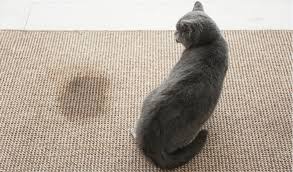 If your cat hasn't been spayed or neutered yet, the first step is to get. Inappropriate Urination In Cats Petcoach
