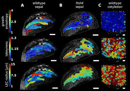 Cell, cell organelles, plant cell, animal cell, cell wall, cell membrane, nucleus, cytoplasm, chloroplasts, mitochondria, vacuoles. Why Plants Make Puzzle Cells And How Their Shape Emerges Elife