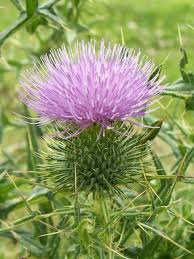 Image result for Cirsium