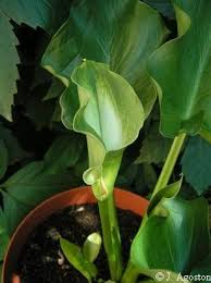 Image result for Zantedeschia