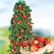 Jahodník stáleplodící (fragaria ananassa) je rostlina, na níž tyto sladké. Popinave Jahody Hummi 3 Jahody Ovocne A Uzitkove Rastliny Sieberz Zahradnictvo