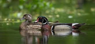Mount 4′ above water, 6′ if above ground, higher if it is likely to attract the curious. Wood Duck Cu Maurice River