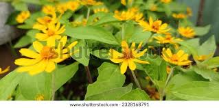 Image result for Aspilia helianthoides