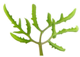 Image result for Kalanchoe laciniata