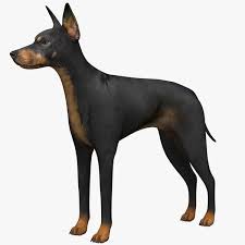 Date of publication of the standard. Manchester Terrier 3d Modell Turbosquid 1460609