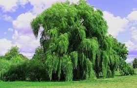 Willow tree peace on earth. Willow Tree Meaning And Symbolism