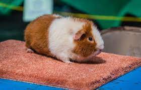 Teddy Guinea Pig Breed Information And Care Lovetoknow