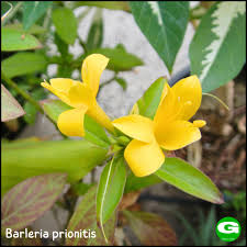 Image result for Barleria galpinii