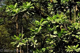 Image result for Anthocleista