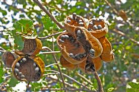 Image result for Sterculia africana