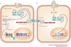 So can digestive upsets and parasitic infestations of the intestines. Cytoskeleton Out Of The Cupboard Colon Cancer And Cytoskeletal Changes Induced By Loss Of Apc Nature Reviews Cancer
