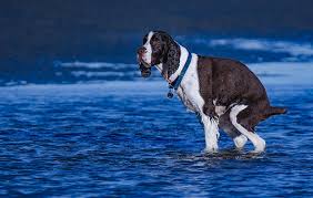 From puppies to seniors, we help dogs of all life stages put their best paw forward with positive dog training classes. Uh Oh Puppy Had To Go It Happens In Myrtle Beach Photograph By Patrick Burke