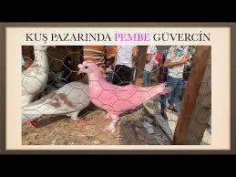 Izmir Guvercin Pazari 09 08 20 Youtube
