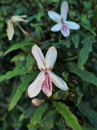 Image result for Pseuderanthemum ludovicianum