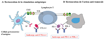La chirurgie, la chimiothérapie et la. Immunotherapie Dans Les Cancers Digestifs Fmc Hge