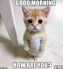 I'm just gonna wag my tail against noisy stuff until you wake up because i love you. good morning sunshine! 80 Good Morning Memes To Kickstart Your Day Sayingimages Com