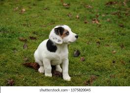 Jack Bee Photos and Images