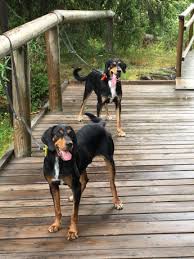 Image result for sedmihradský honič