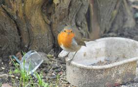 Rouge Gorge Unusual Animals Bird Feeders Outdoor Decor