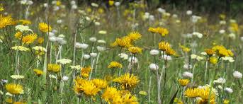 Image result for Nidorella auriculata