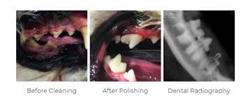 Dental treatment step by step. Veterinary Dentistry In Kahului Hi At Home Animal Hospital