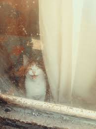 Q What Side Of A Cat Has The Most Fur A The Out Side Silly Ha Ha Good One Mama Cats Feline Animals