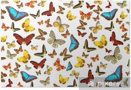 Mar 08, 2015 · (related: Butterflies Background Poster Pixers We Live To Change