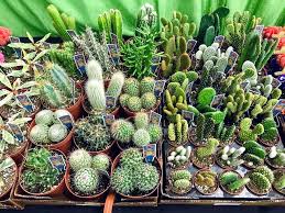 Buy the best cactus plants, huge 10 foot specimens now available at patioplants.com. Succulents And Cacti Mants 2020 Jack Frost Gardens