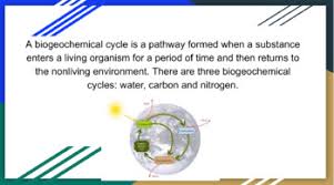 Some of the worksheets displayed are biogeochemical. Biogeochemical Cycles Webquest Worksheets Teachers Pay Teachers