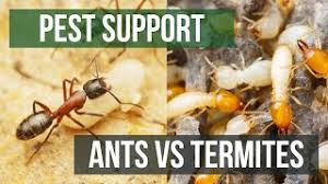 Pest control and termite service in santa fe and albuquerque bugman pest control, inc. Are You Seeing Ants With Wings How To Tell If It Is A Flying Ant Or Termite Pest Support Solutions Pest Lawn