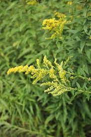 Goldenrod Flowers Goldenrod Flower Flowers Goldenrod