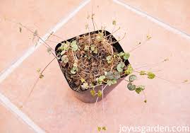 To encourage a bushier plant, take a string and place it on top of the soil, ensuring the nodes (where the leaf grows from the stem) are in contact with soil. String Of Hearts Plant 4 Ways To Propate This Trailing Rosary Vine