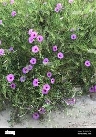 Image result for Ipomoea lapathifolia