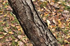 庭木図鑑 植木ペディア