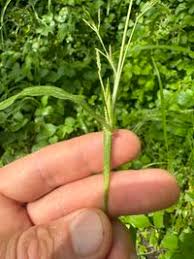 Image result for Hackelochloa granularis