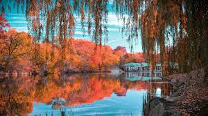 Download Hd 4k Central Park Pc Background Id 490867 For Free You can download more wallpapers and backgrounds for free in ultra hd 4k quality right here on chromethemer. download hd 4k central park pc