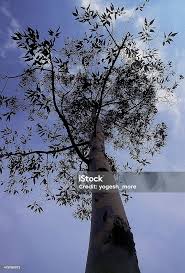 Image result for Eucalyptus sp.