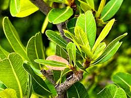 Image result for Manilkara koechlinii