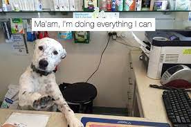 24 Tweets About Work That Are Never Not Funny Funny Animal Pictures Funny Dogs Funny Animals