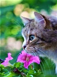 Pin By Cansu Sari On Cats Fwf Cute Cats Kittens Cutest Beautiful Cats