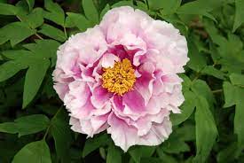 Their abundant blooms and bold foliage make them outstanding perennial borders. Growing Tree Peonies Learn About Tree Peony Care In Gardens