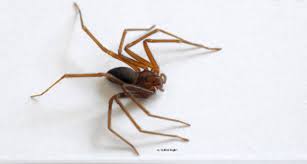 A aranhas company é uma produtora que investe na pesquisa de linguagem e na experimentação de ideias e formas audiovisuais. Cidades Da Regiao Contam Com Soro Para Picadas De Aranhas Tamoios News