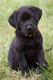 Pin By Stephanie Kessler On Little Spring Labrador Retriever Puppies Retriever Puppy Lab Puppies