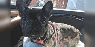 Please reach out to socal bulldog rescue. French Bulldog Dumped By Breeder When She Couldn T Have Puppies The Dodo