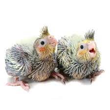 Check spelling or type a new query. Pin By Tako On Avian Cockatiel Funny Birds Pet Birds