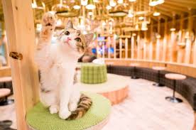 Streamer coffee company is one of tokyo's best cafes and it is popular with both locals and tourists. Cat Cafe Mocha Akihabara Chiyoda 2021 All You Need To Know Before You Go With Photos Tripadvisor