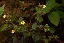 Image result for Crepidorhopalon rupestris